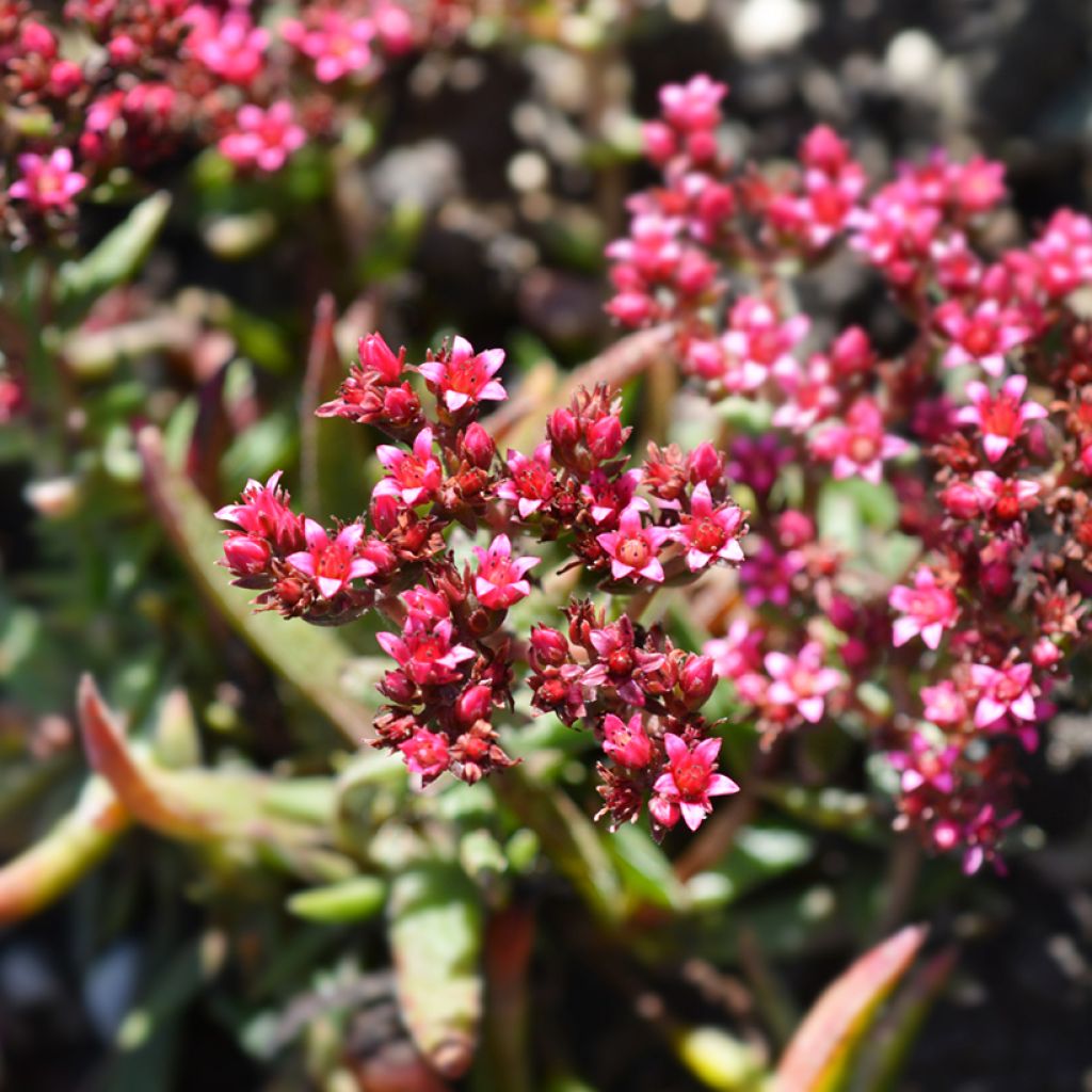 Crassula exilis subsp. schmidtii - Dickblatt