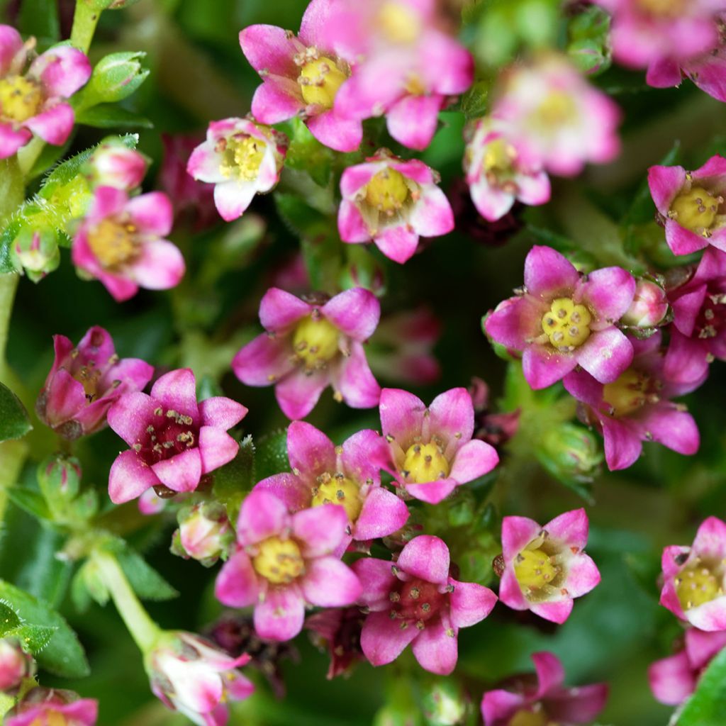 Crassula exilis subsp. schmidtii - Dickblatt