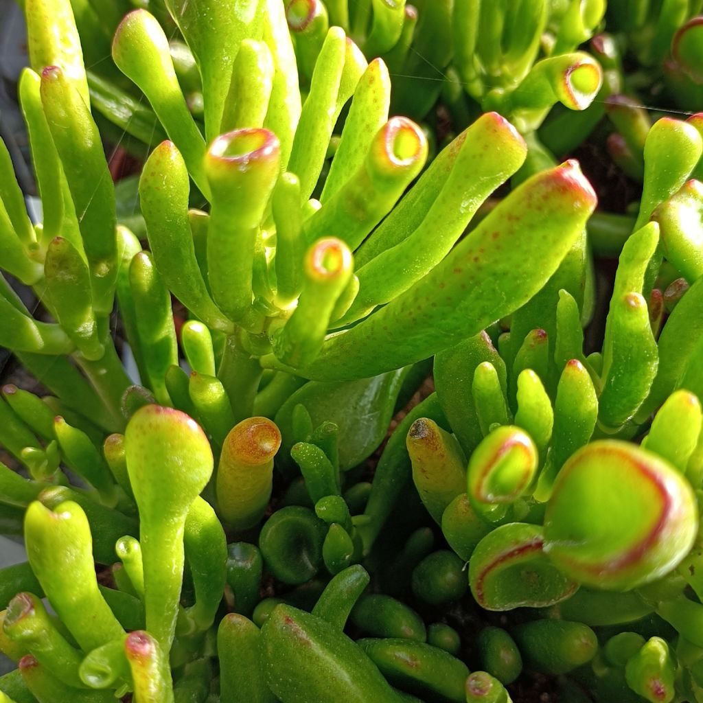 Crassula ovata Hobbit - Geldbaum