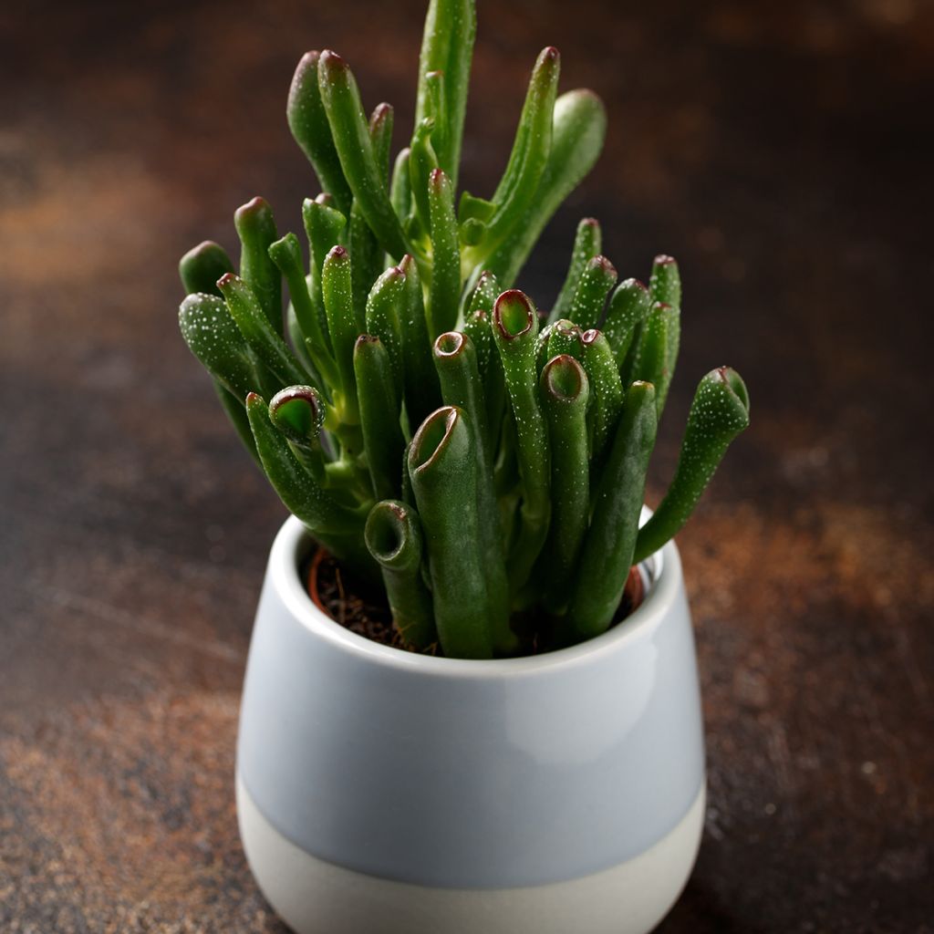 Crassula ovata Hobbit - Geldbaum