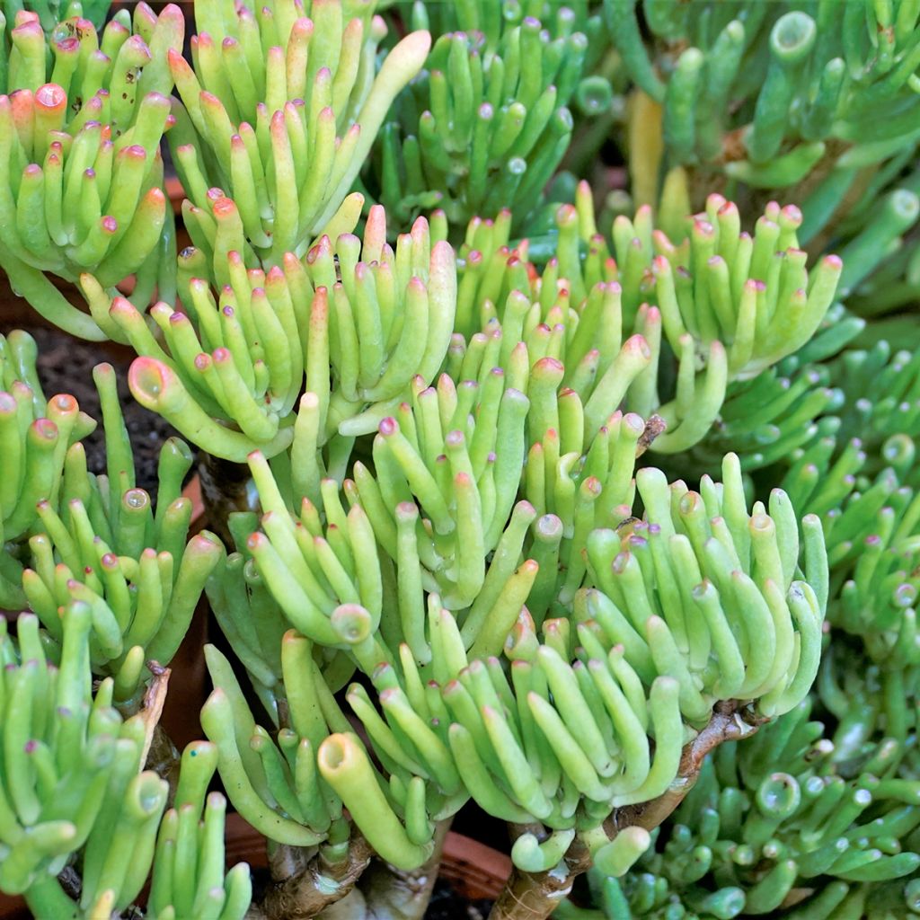 Crassula ovata Hobbit - Geldbaum