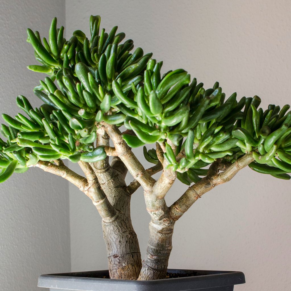 Crassula ovata Hobbit - Geldbaum