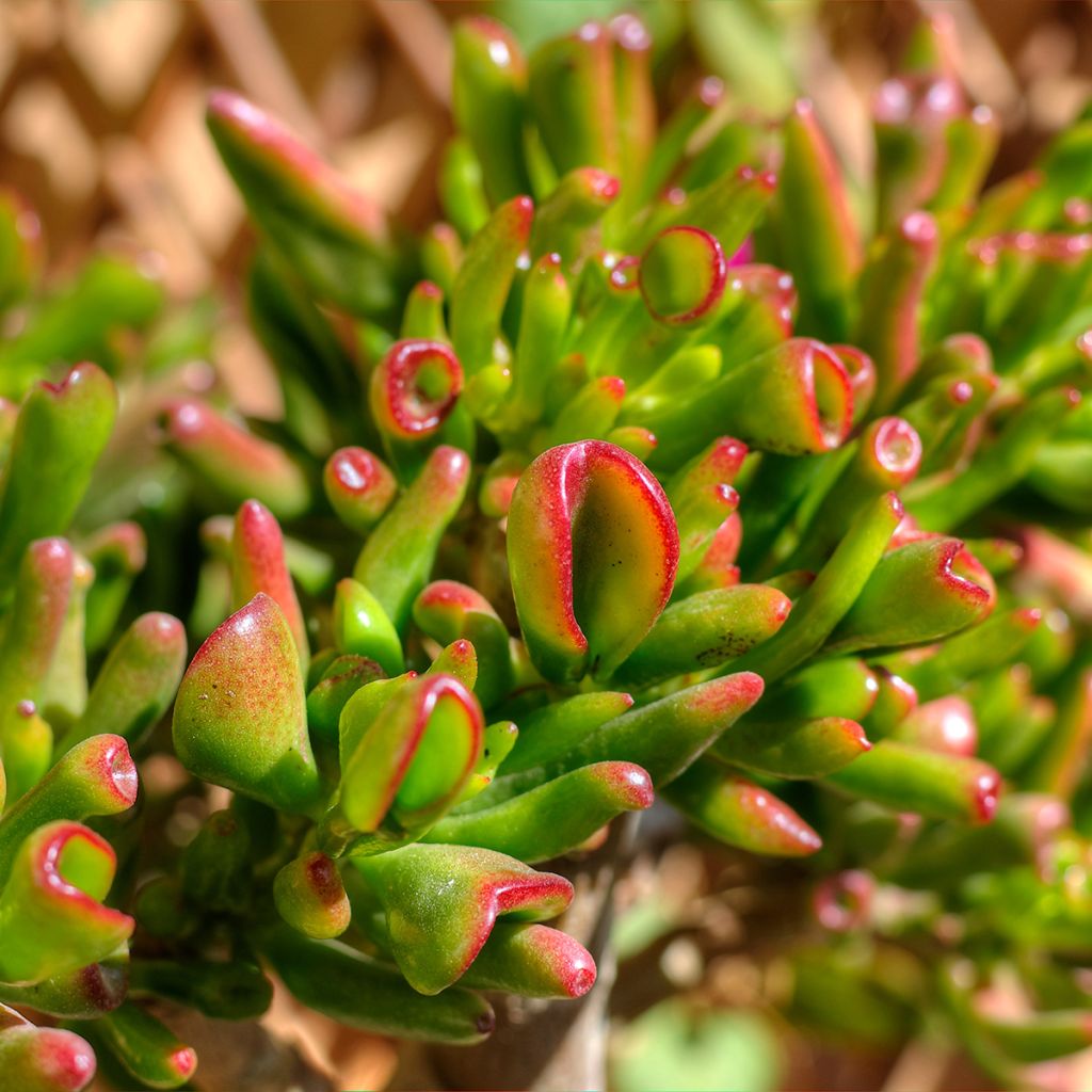 Crassula ovata Hobbit - Geldbaum