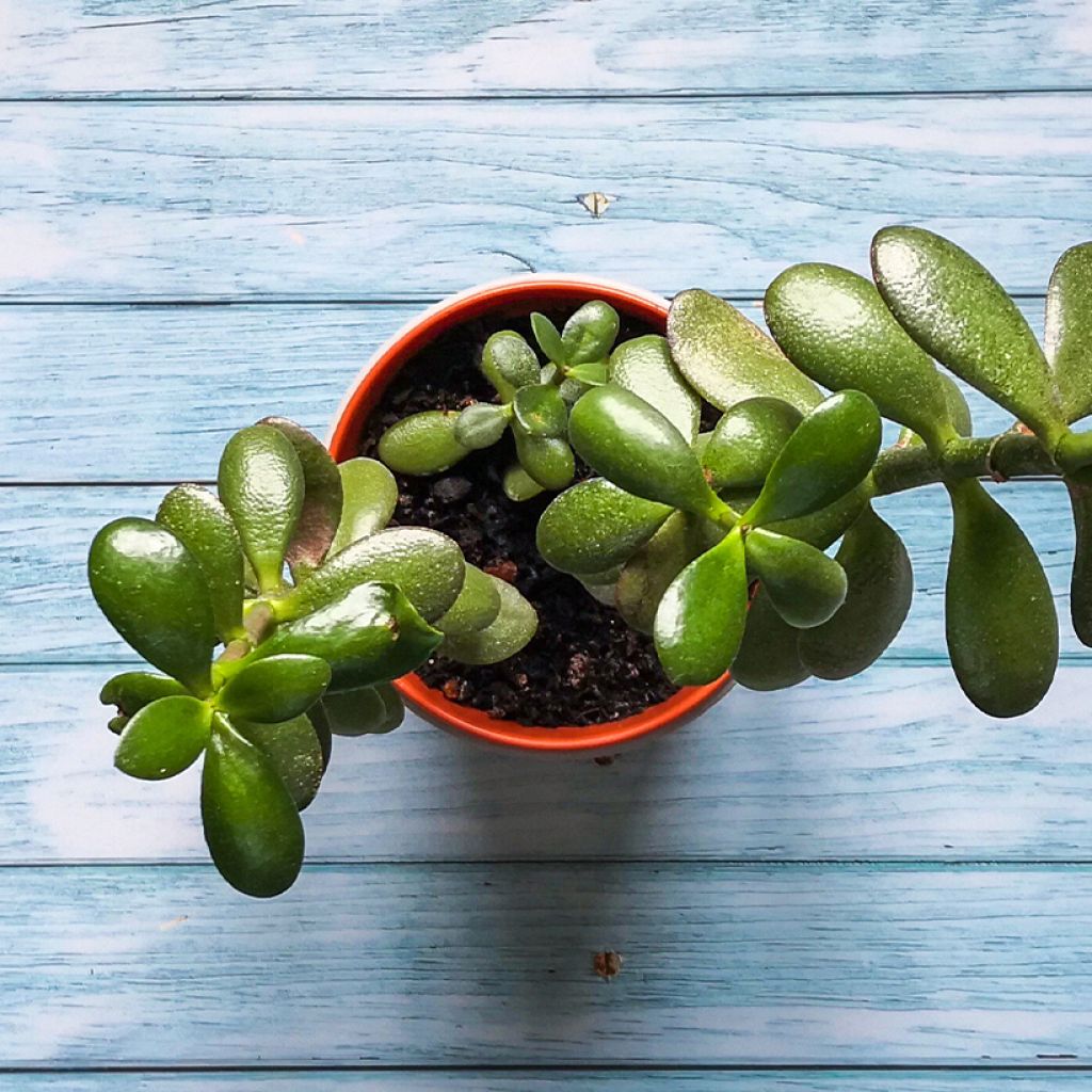 Crassula ovata Minor - Geldbaum