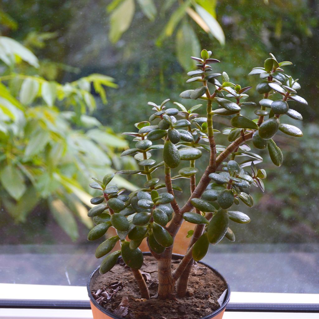 Crassula ovata Minor - Geldbaum