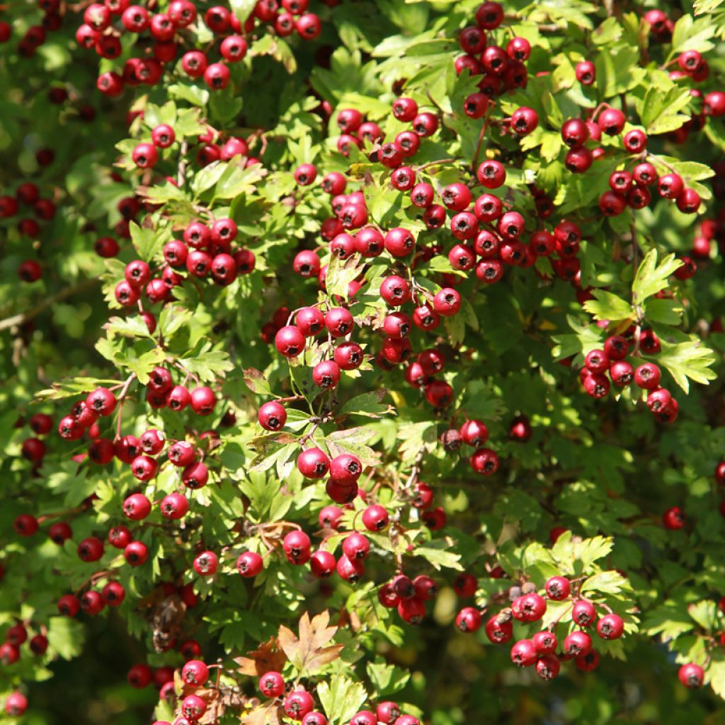 Azaroldorn - Crataegus azarolus