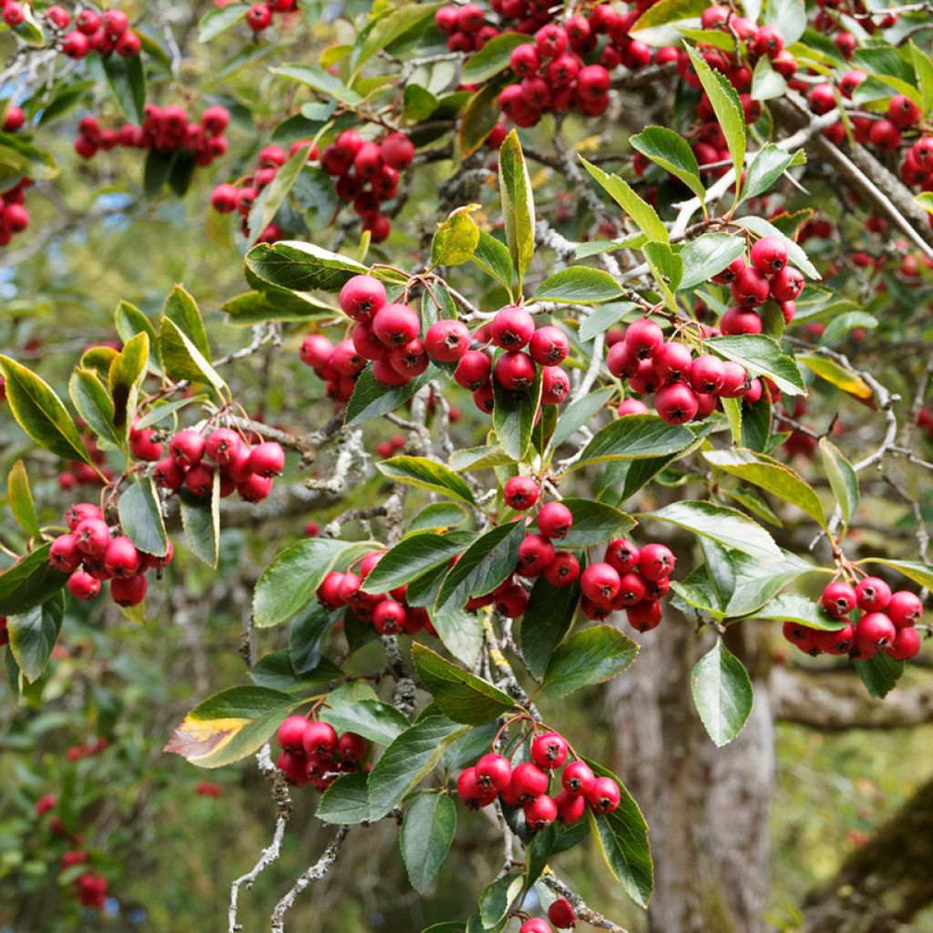 Hahnensporn-Weißdorn - Crataegus crus-galli