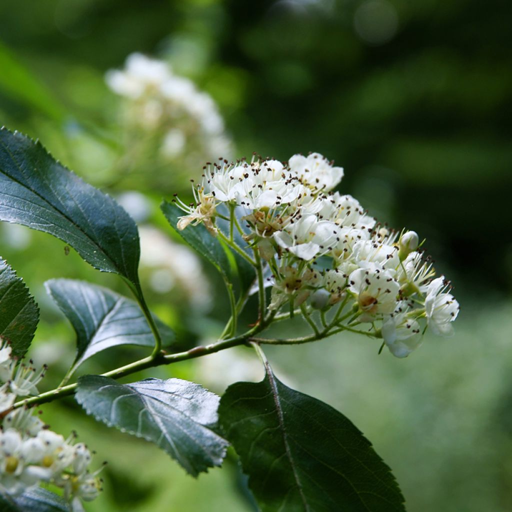 Hahnensporn-Weißdorn - Crataegus crus-galli