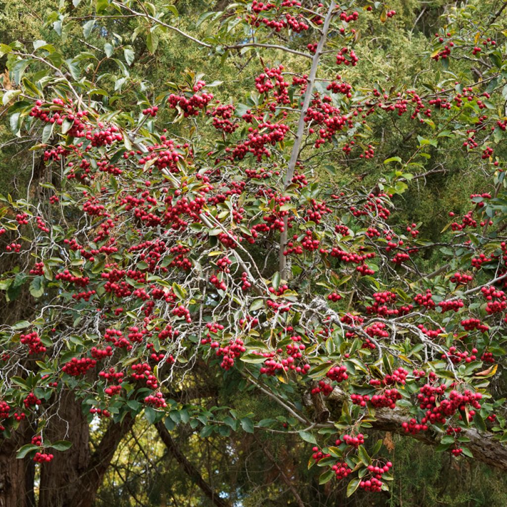 Hahnensporn-Weißdorn - Crataegus crus-galli