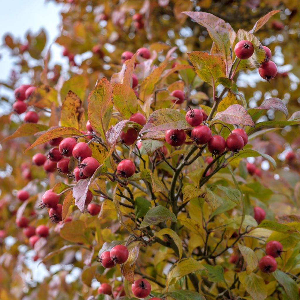 Hahnensporn-Weißdorn - Crataegus crus-galli