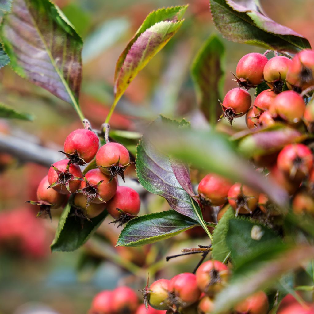 Hahnensporn-Weißdorn - Crataegus crus-galli