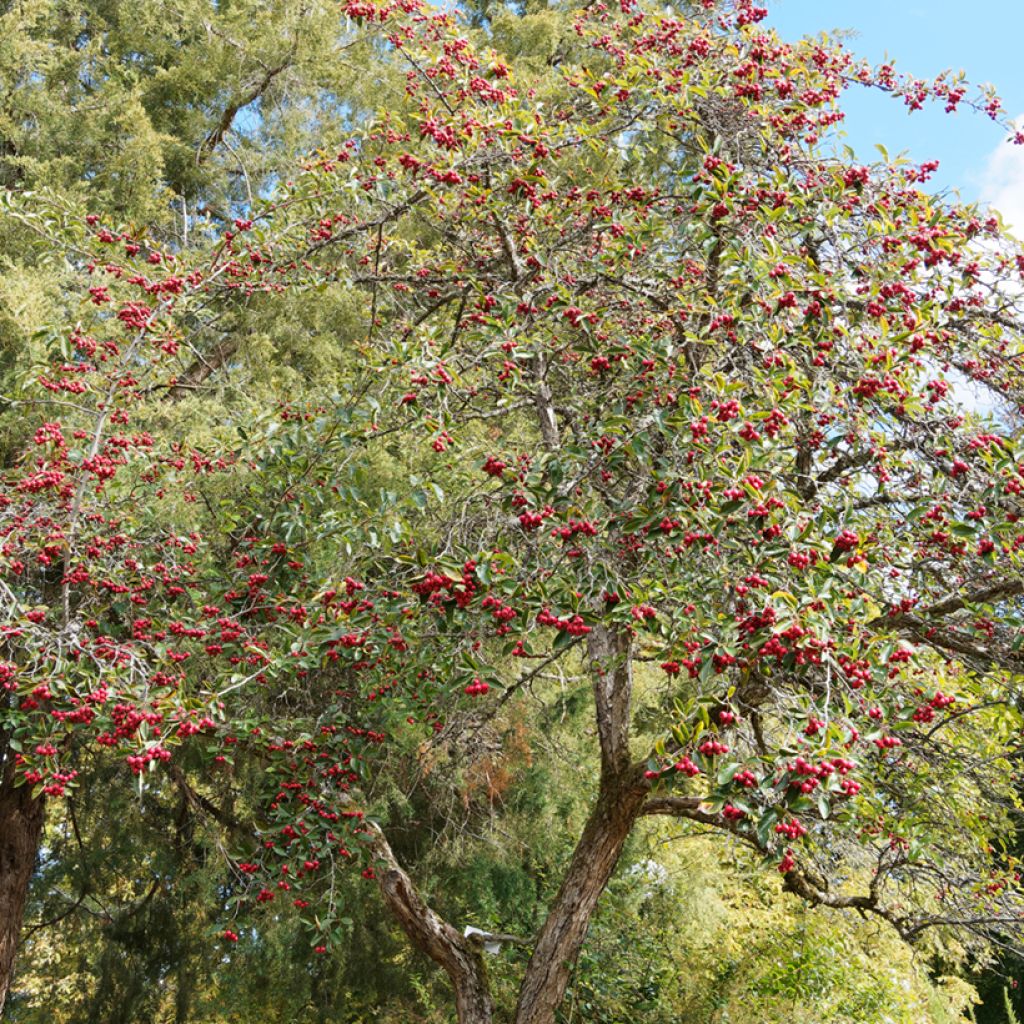 Hahnensporn-Weißdorn - Crataegus crus-galli