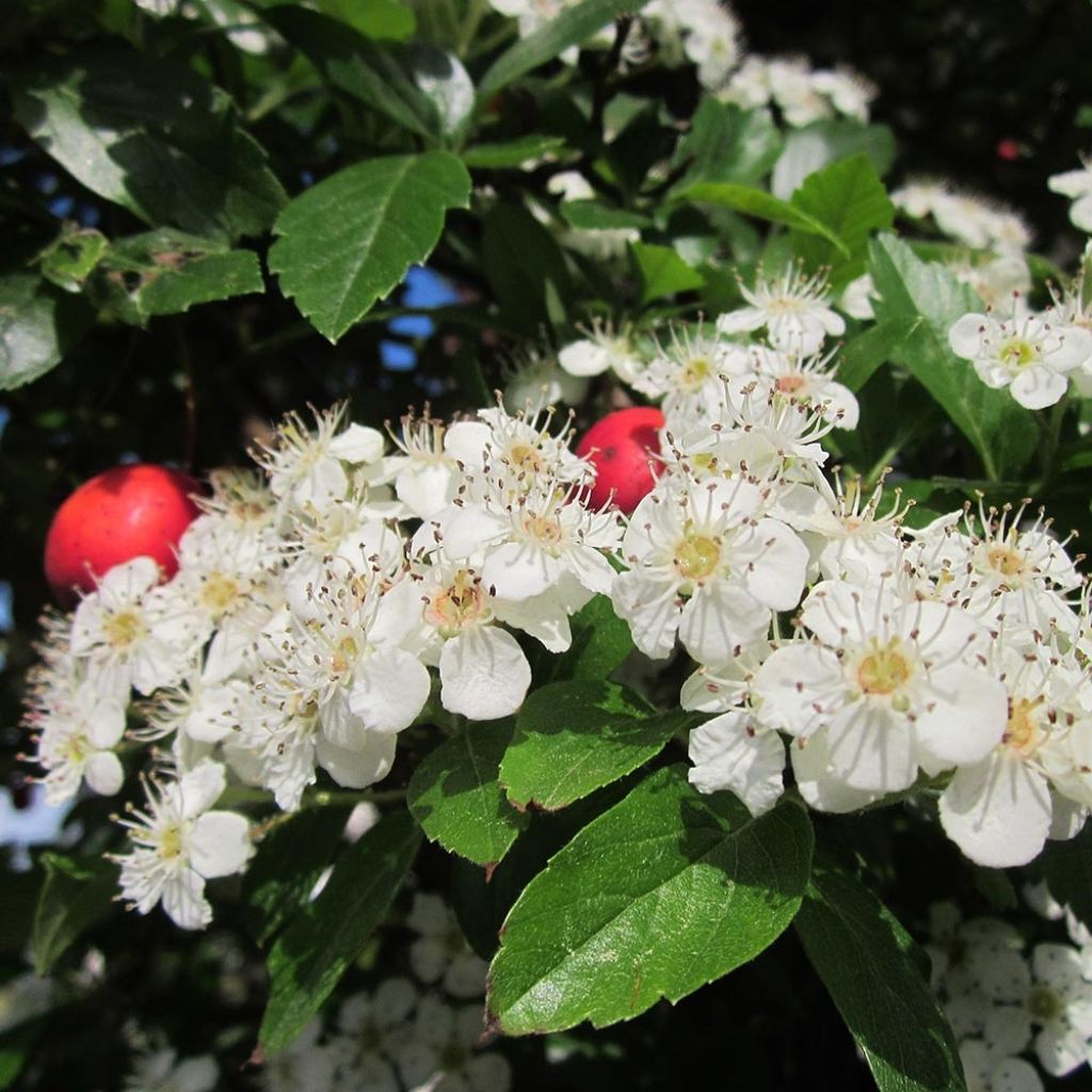 Crataegus grignonensis - Aubépine de Grignon