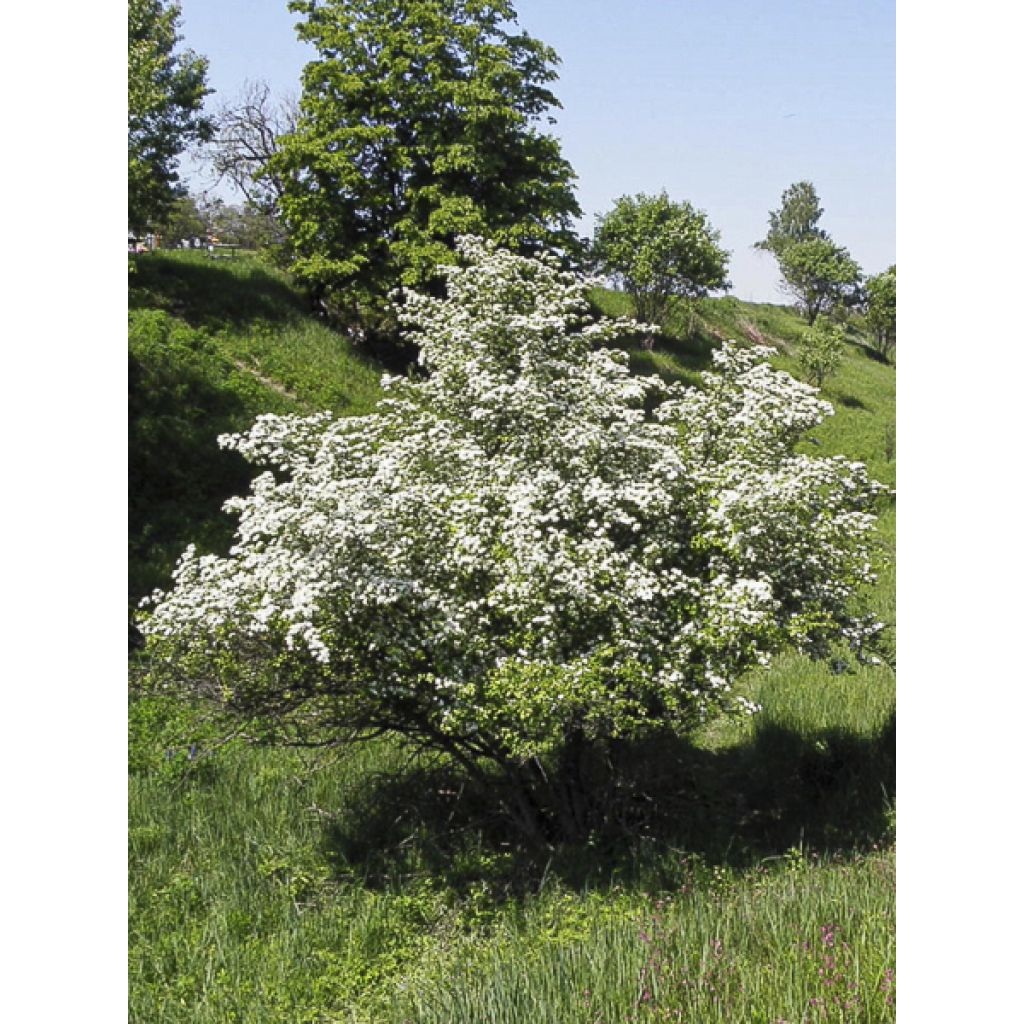 Crataegus laevigata Auriculata - Zweigriffliger Weißdorn