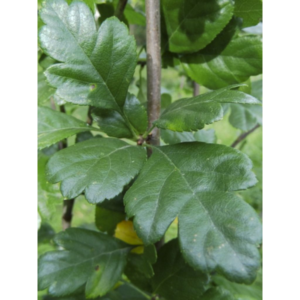 Crataegus laevigata Auriculata - Zweigriffliger Weißdorn