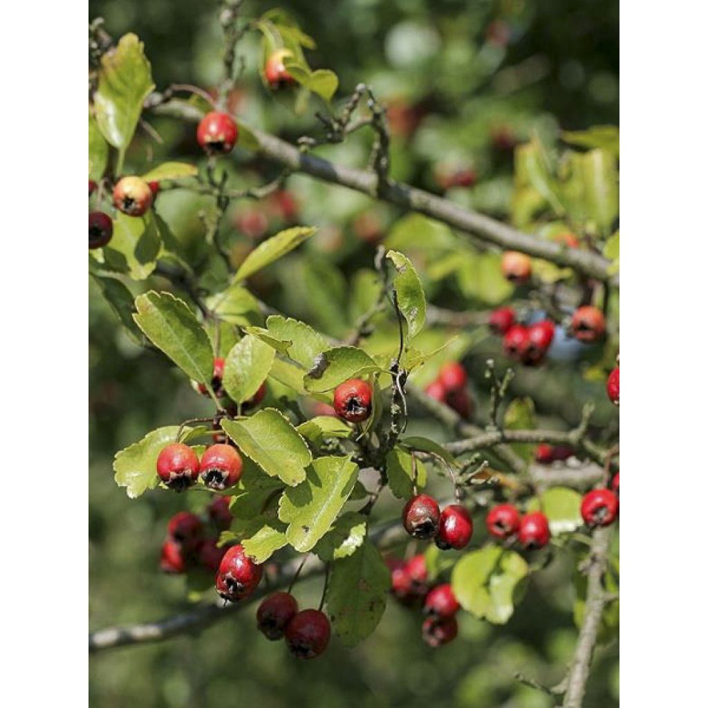 Crataegus laevigata Auriculata - Zweigriffliger Weißdorn