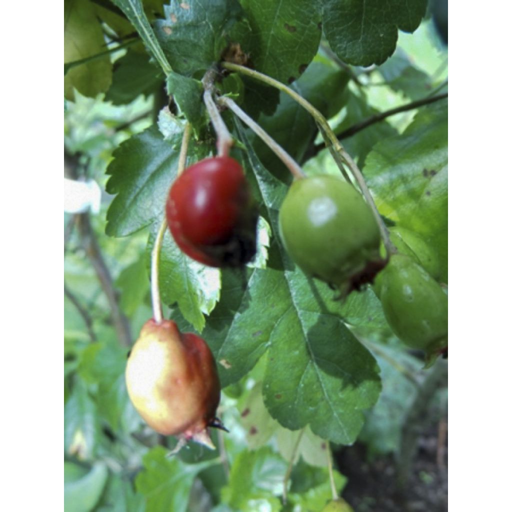 Crataegus laevigata Auriculata - Zweigriffliger Weißdorn