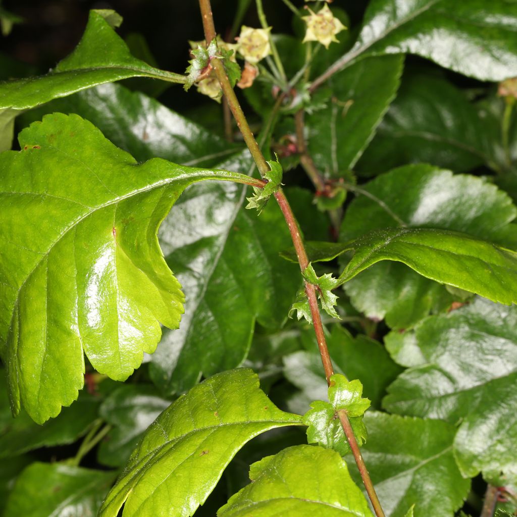 Crataegus laevigata Auriculata - Zweigriffliger Weißdorn