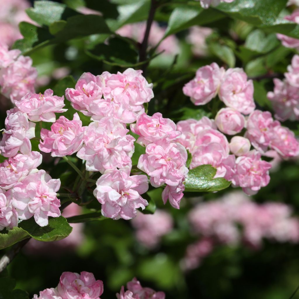 Crataegus laevigata Masekii - Zweigriffliger Weißdorn