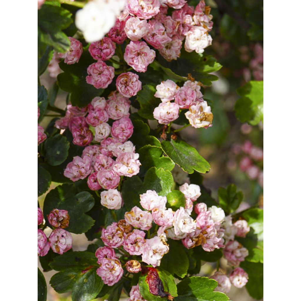 Crataegus laevigata Mutabilis Ravnholdt - Zweigriffliger Weißdorn