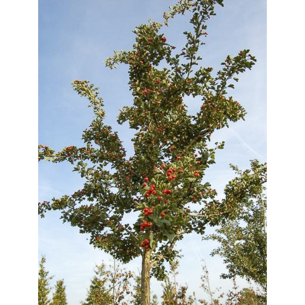 Crataegus laevigata Mutabilis Ravnholdt - Zweigriffliger Weißdorn