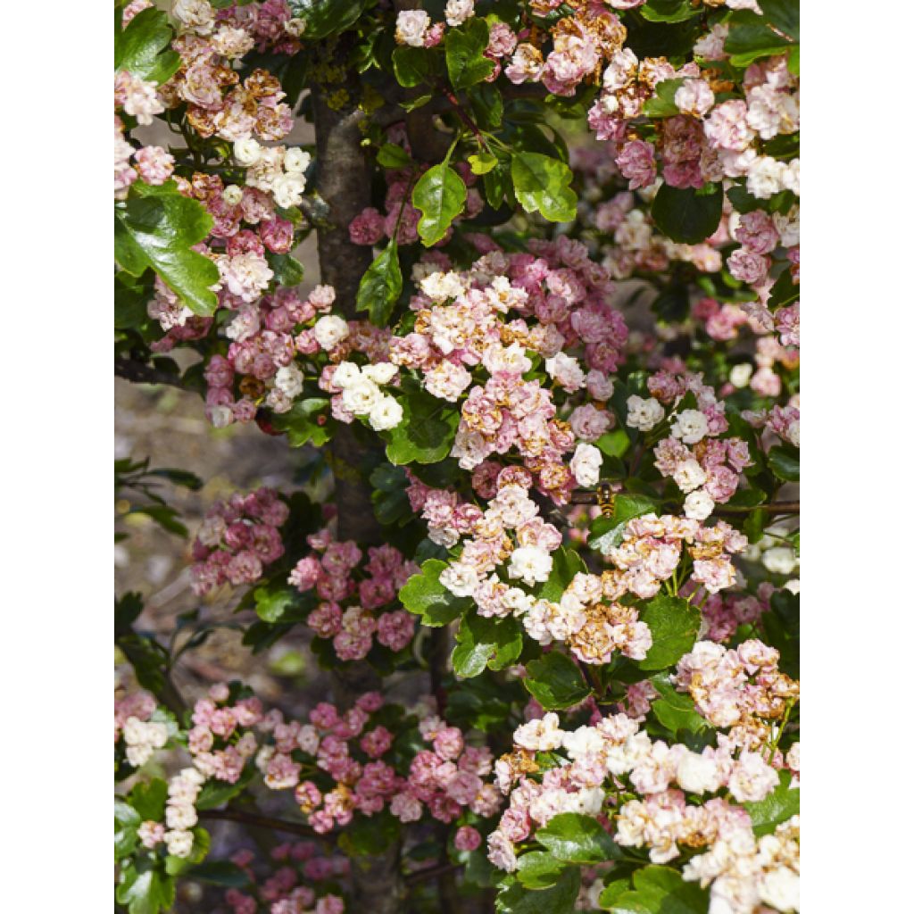 Crataegus laevigata Mutabilis Ravnholdt - Zweigriffliger Weißdorn