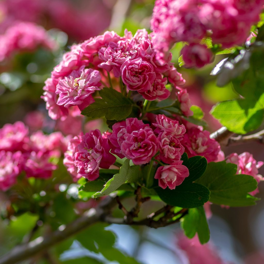 Crataegus laevigata Mutabilis Ravnholdt - Zweigriffliger Weißdorn