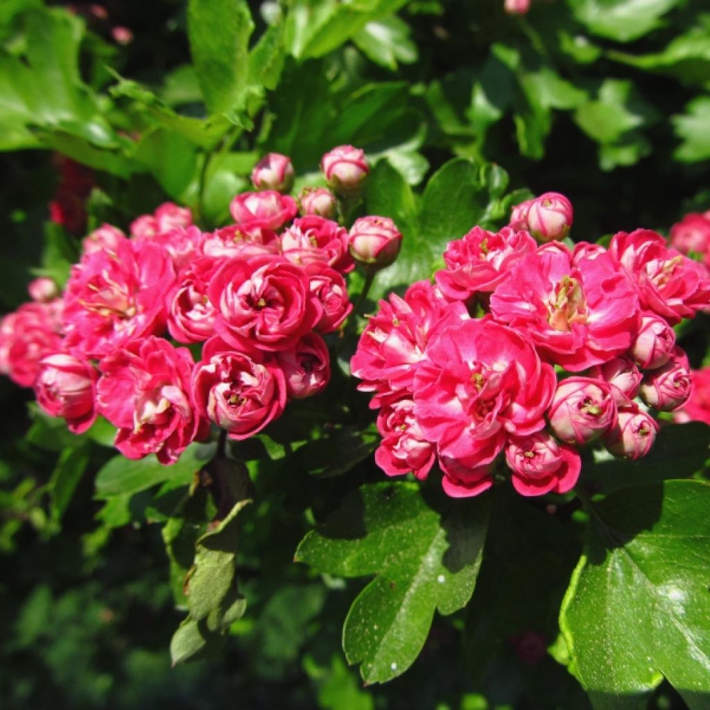 Crataegus laevigata Paul's Scarlet - Zweigriffliger Weißdorn