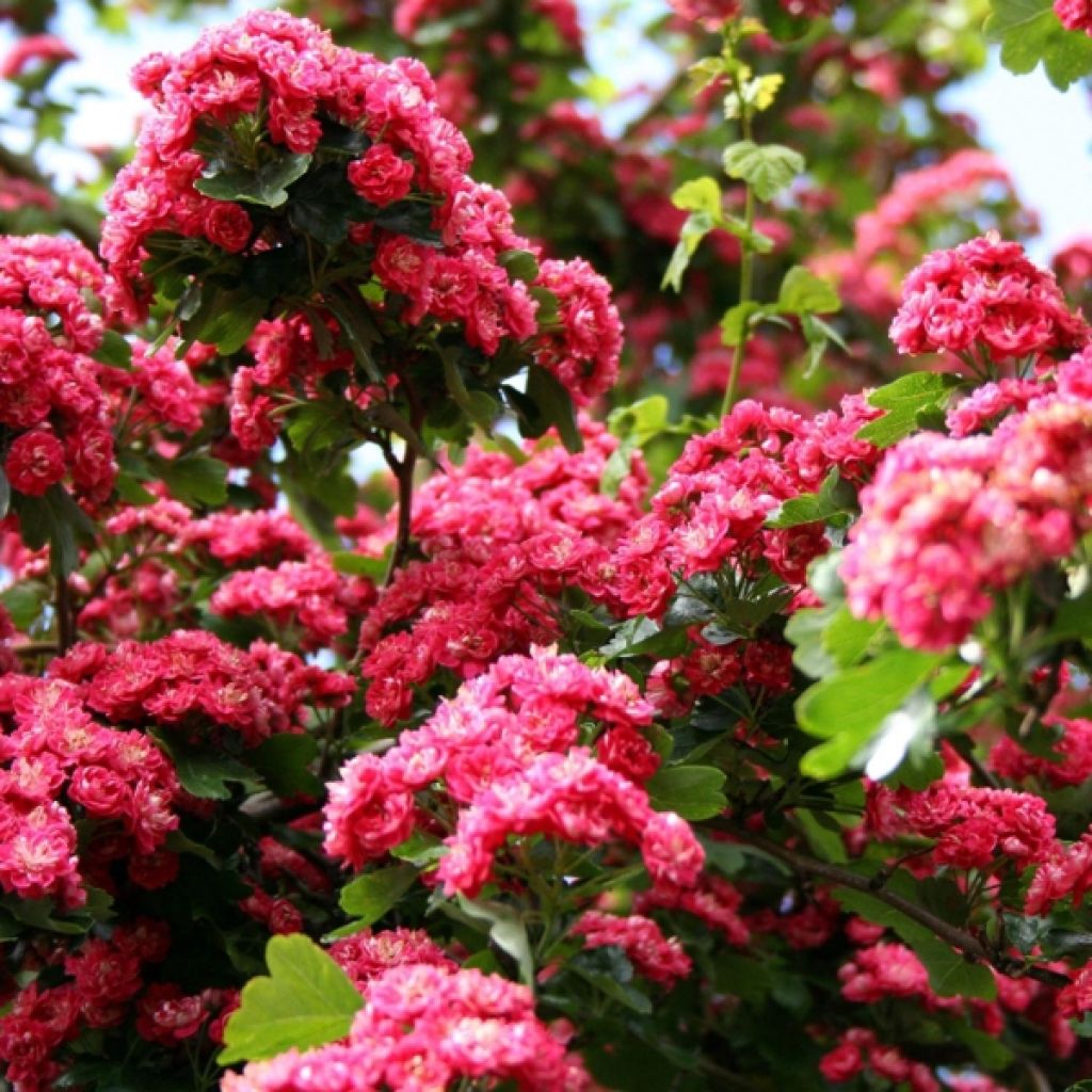 Crataegus laevigata Paul's Scarlet - Zweigriffliger Weißdorn