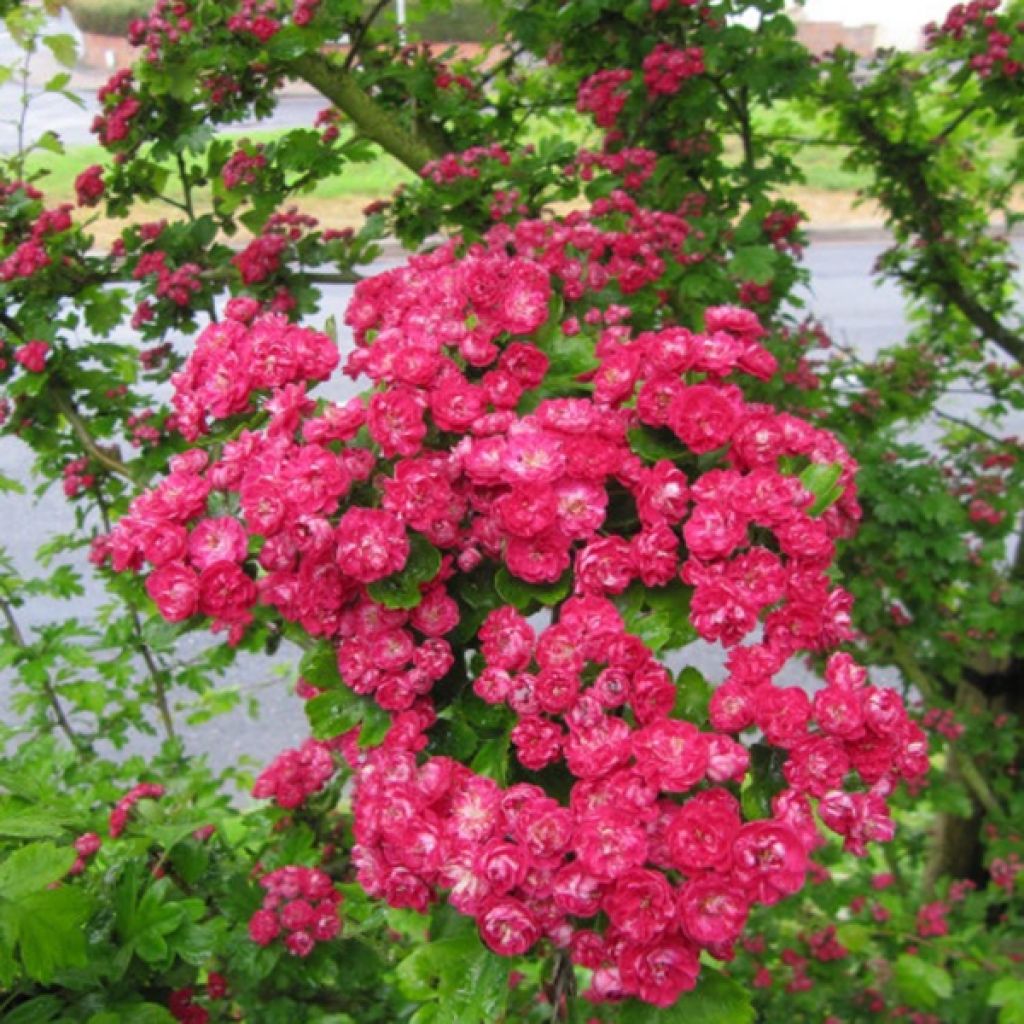 Aubépine - Crataegus laevigata Paul's Scarlet