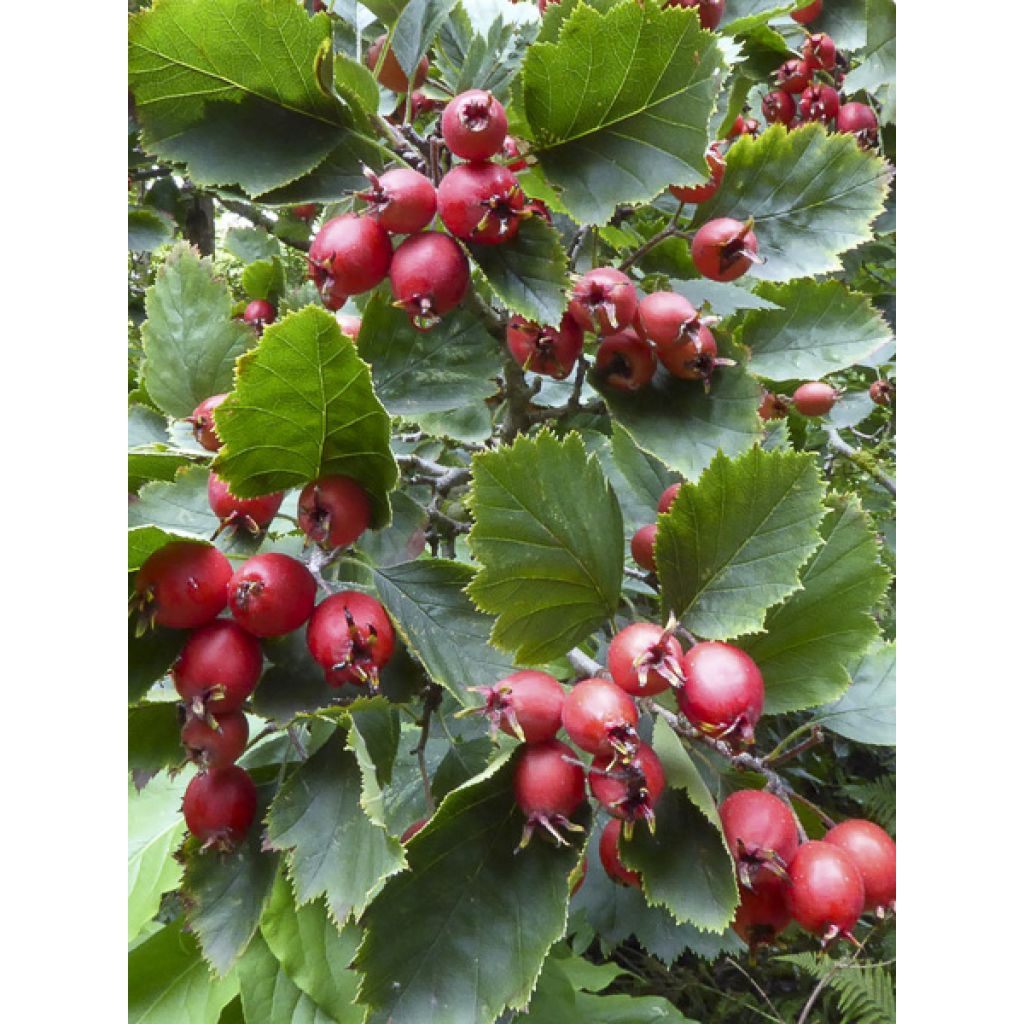 Crataegus Princesse Sturdza - Weißdorn