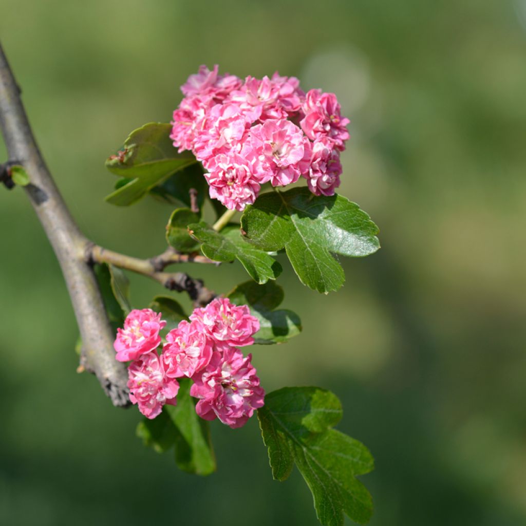 Crataegus laevigata Rosea Flore Pleno - Zweigriffliger Weißdorn