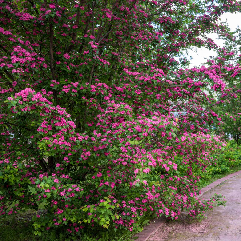 Crataegus laevigata Rosea Flore Pleno - Zweigriffliger Weißdorn