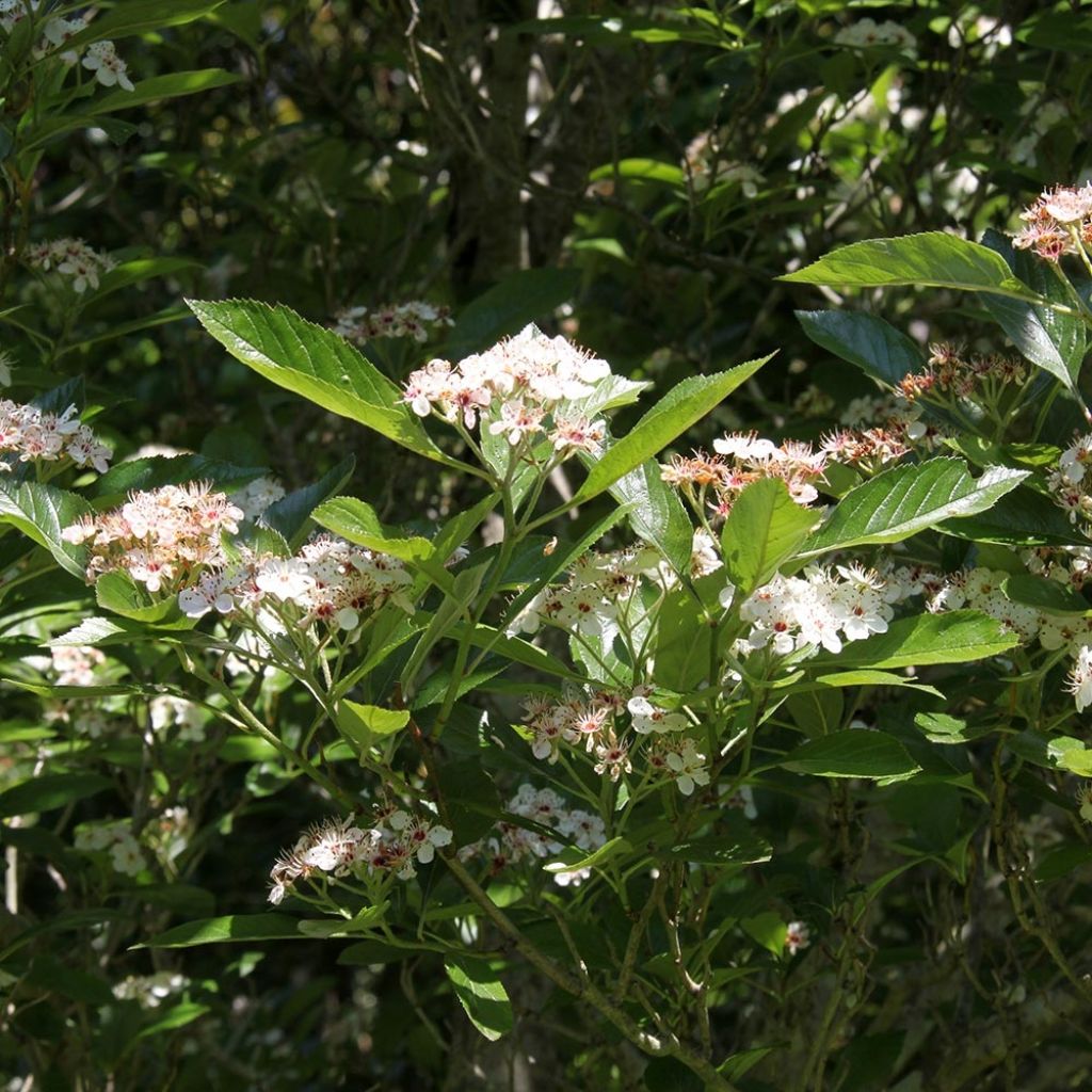 Crataegus lavallei Carrierei - Lederblättriger Weißdorn