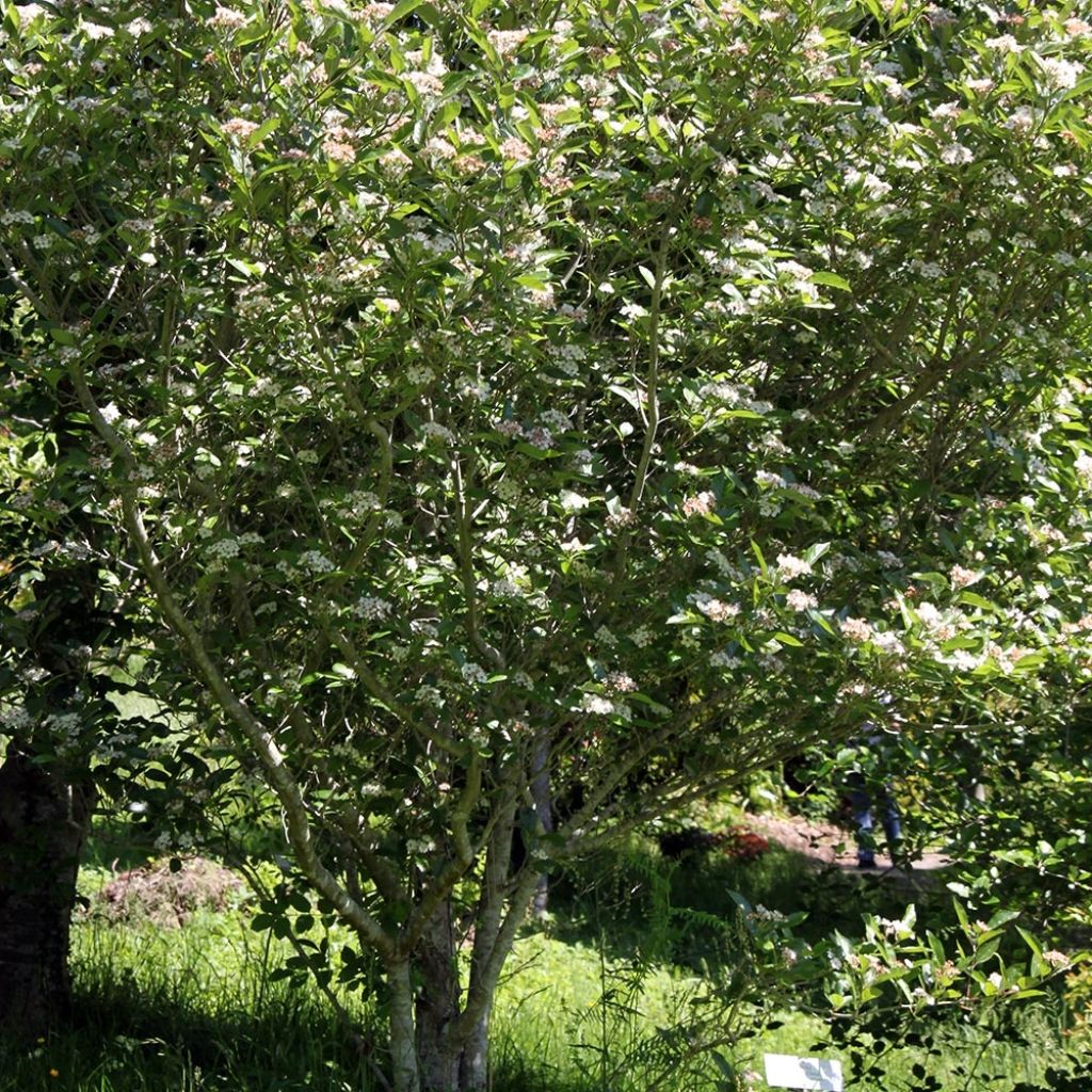 Crataegus lavallei Carrierei - Lederblättriger Weißdorn