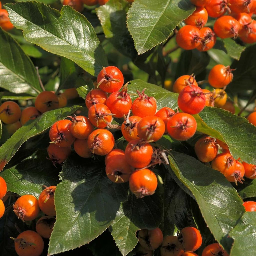 Crataegus lavallei Carrierei - Lederblättriger Weißdorn