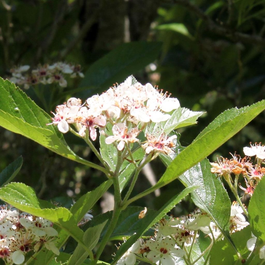 Crataegus lavallei Carrierei - Lederblättriger Weißdorn