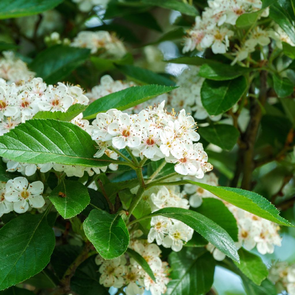 Crataegus lavallei Carrierei - Lederblättriger Weißdorn