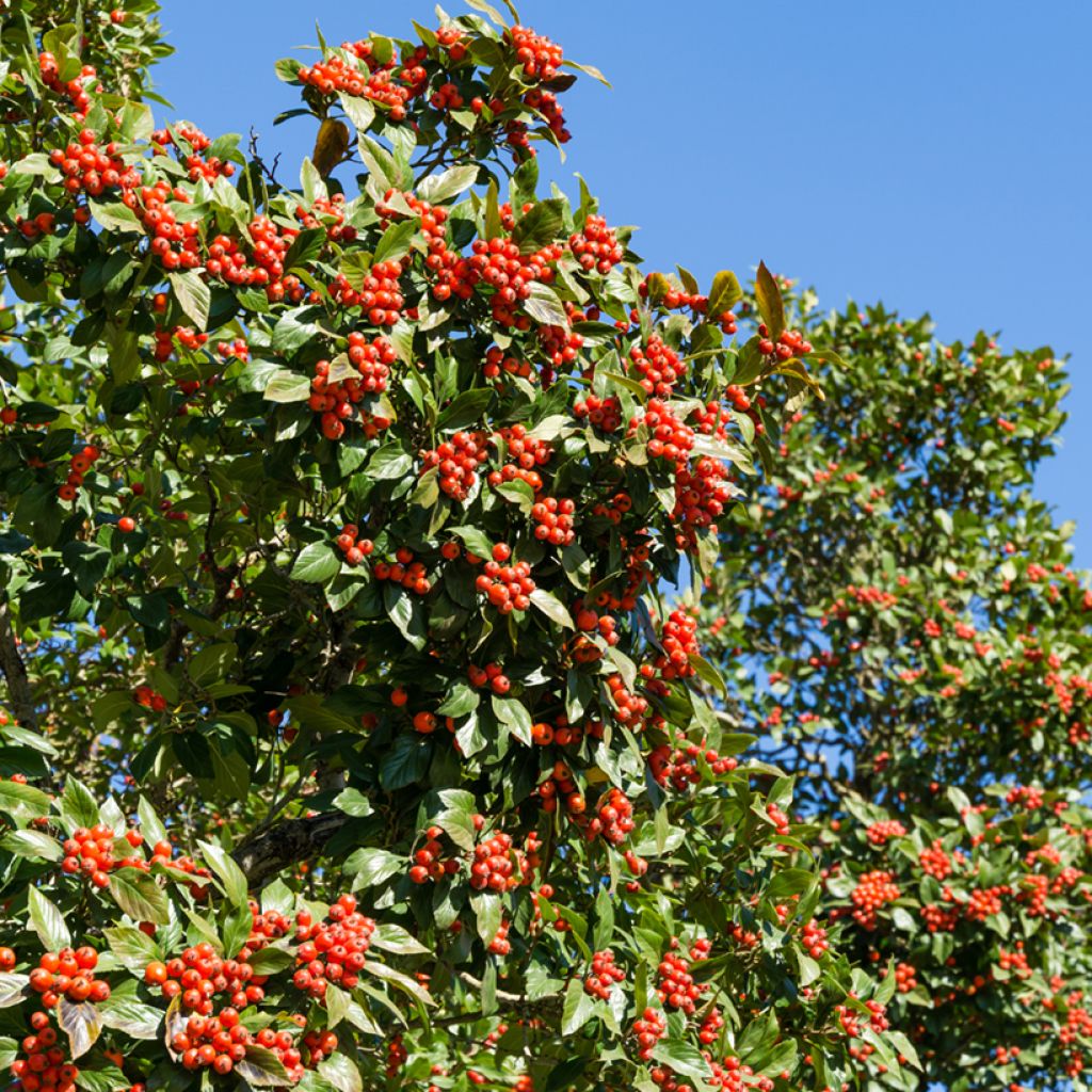 Crataegus lavallei Carrierei - Lederblättriger Weißdorn