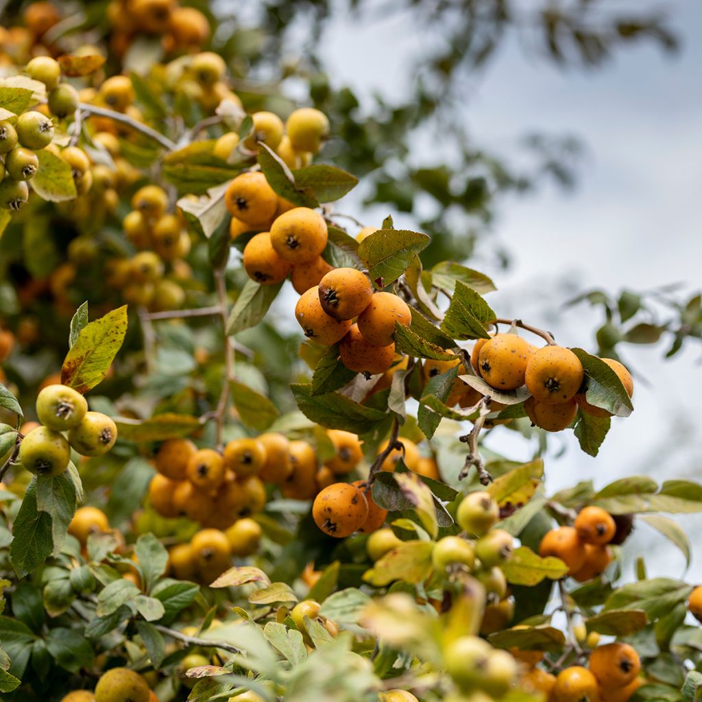 Mexikanischer Weißdorn - Crataegus mexicana