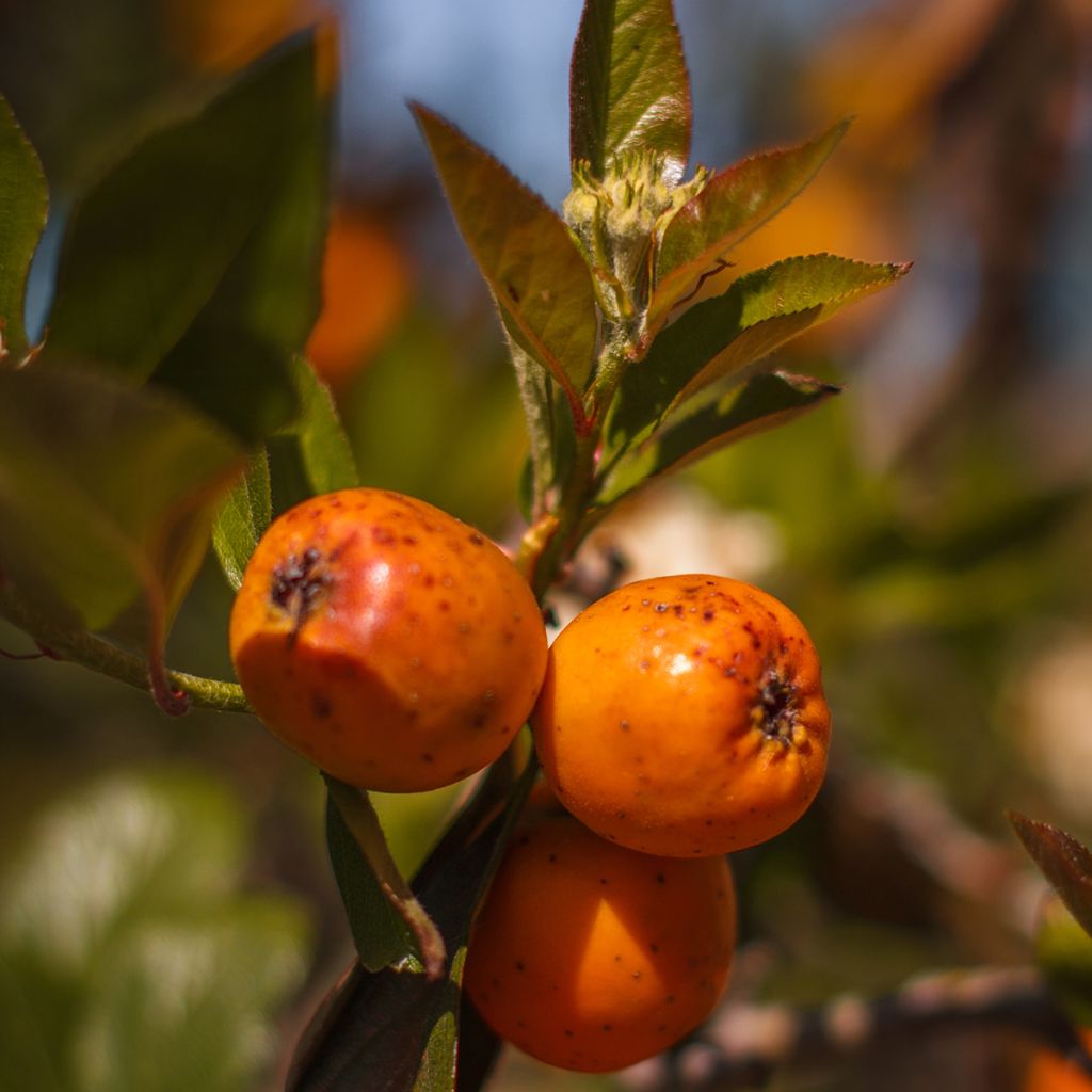 Mexikanischer Weißdorn - Crataegus mexicana