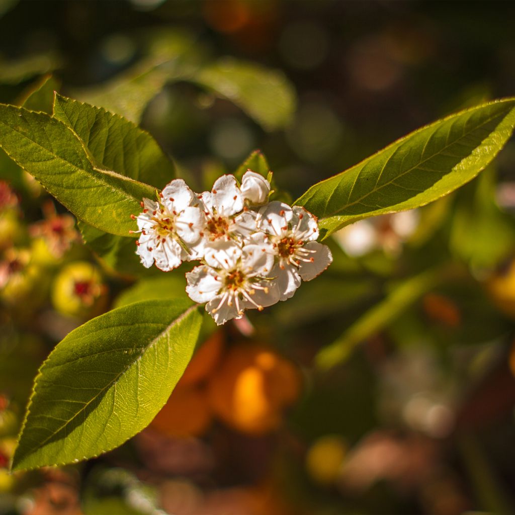 Mexikanischer Weißdorn - Crataegus mexicana