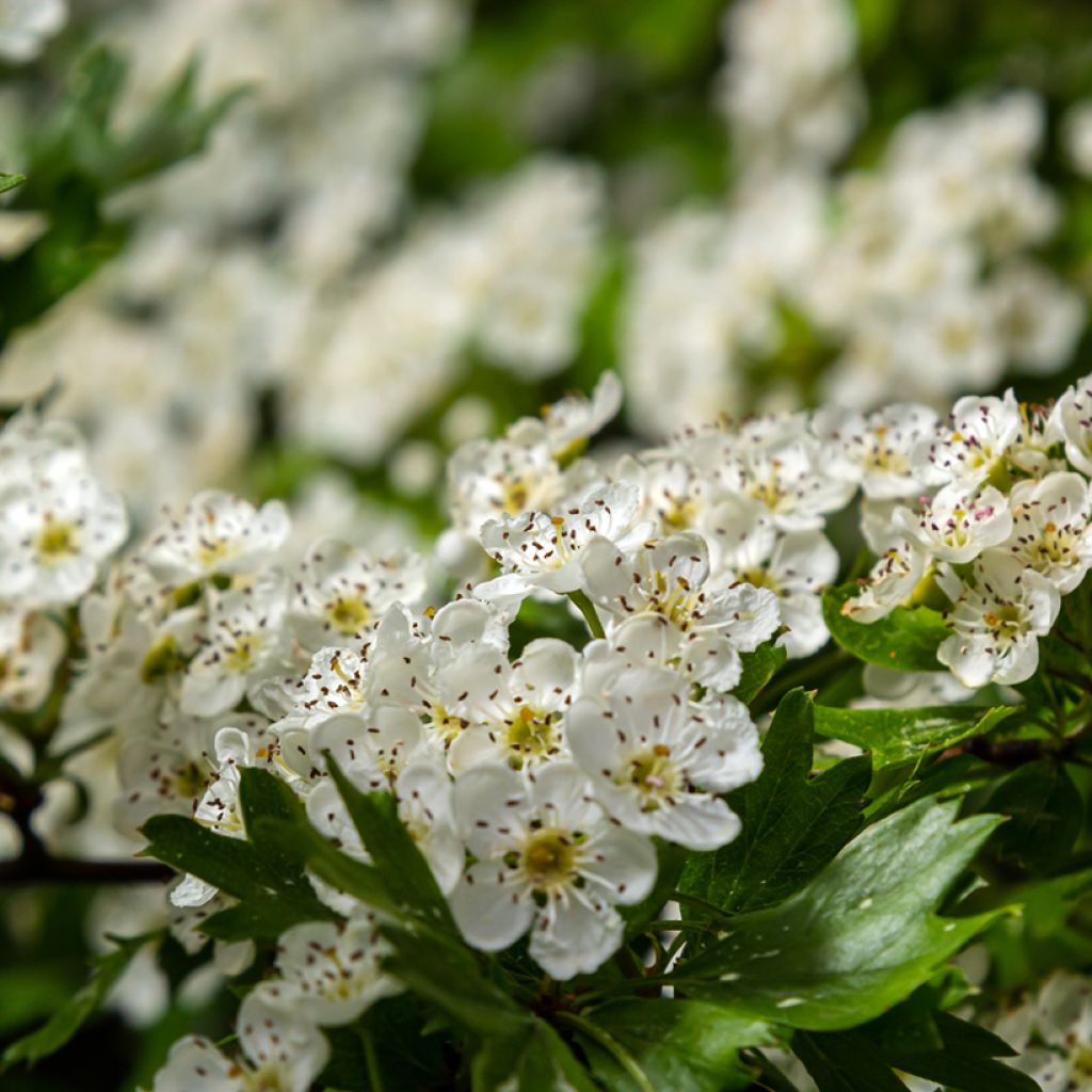 Crataegus monogyna Compacta - Eingriffliger Weißdorn