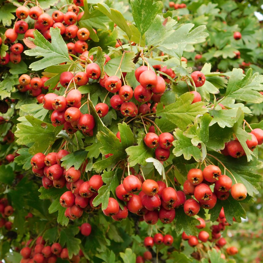 Crataegus monogyna Compacta - Eingriffliger Weißdorn