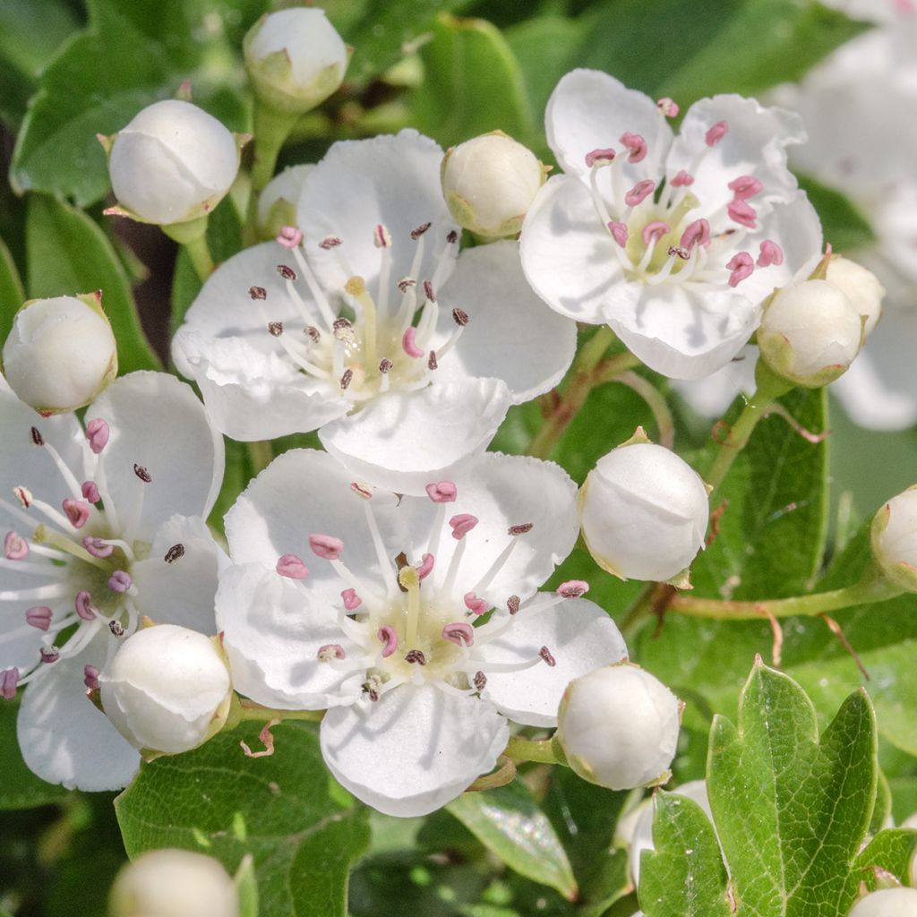 Crataegus monogyna Flexuosa - Eingriffliger Weißdorn