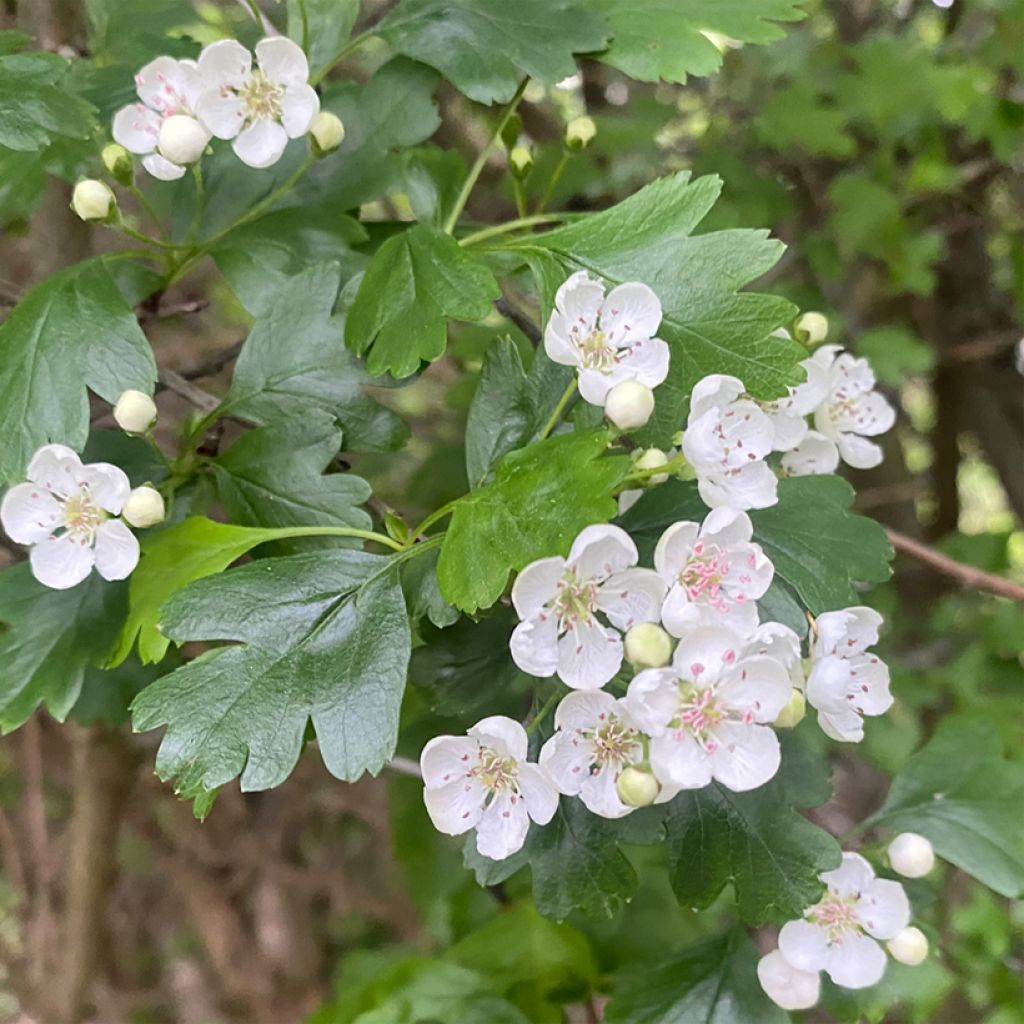 Crataegus nigra - Weißdorn