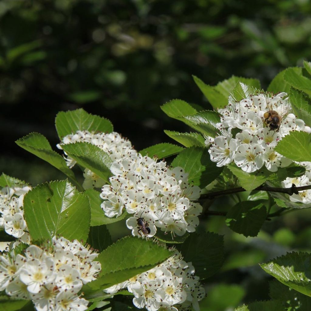 Crataegus prunifolia Splendens - Weißdorn