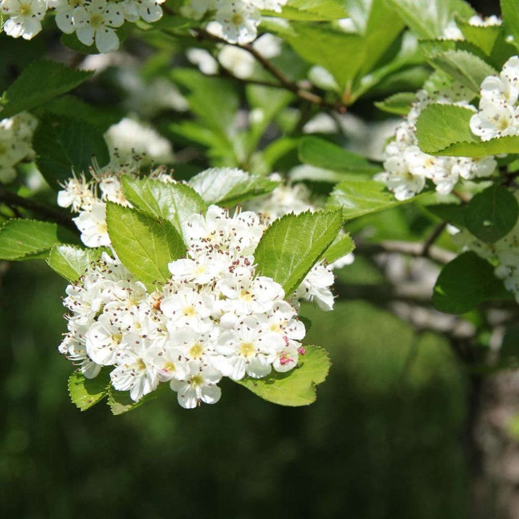 Crataegus prunifolia Splendens - Weißdorn