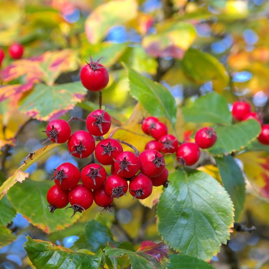 Crataegus prunifolia Splendens - Weißdorn