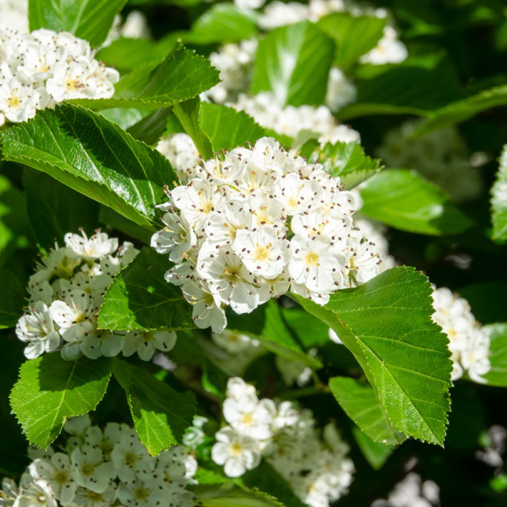 Crataegus prunifolia Splendens - Weißdorn